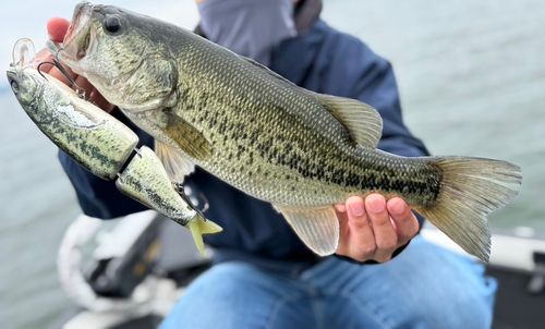 ブラックバスの釣果