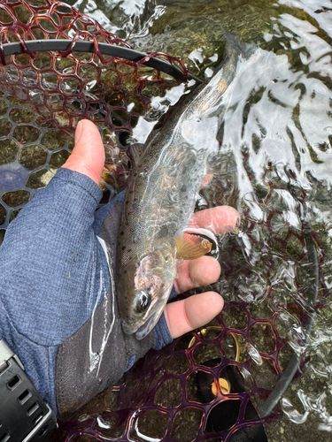 アマゴの釣果