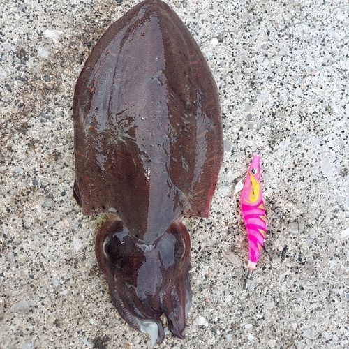 コウイカの釣果
