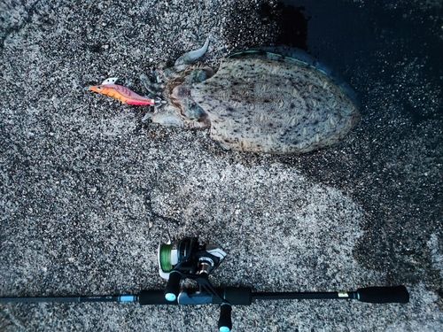 イカの釣果