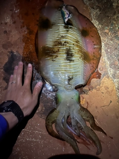 イカの釣果