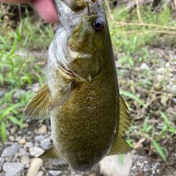 スモールマウスバス