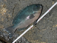クチブトグレの釣果