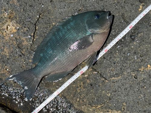 クチブトグレの釣果