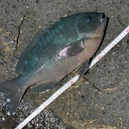 クチブトグレ