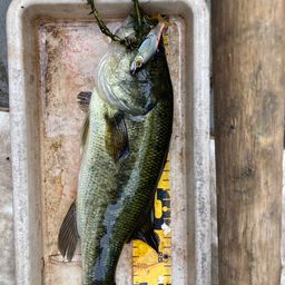 ラージマウスバス