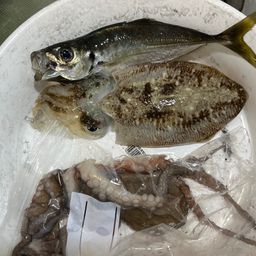 コウイカ