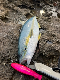 ヒラマサの釣果