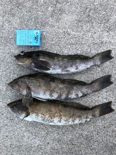 アイナメの釣果