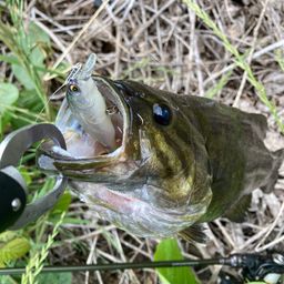 スモールマウスバス