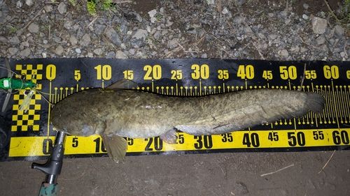 ナマズの釣果