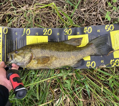 スモールマウスバスの釣果