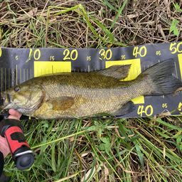 スモールマウスバス