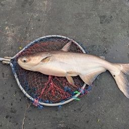 ナマズ