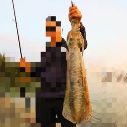 アオリイカ