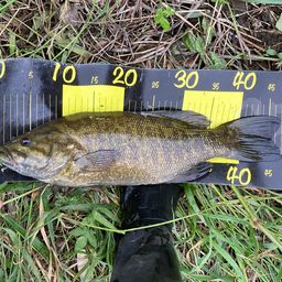 スモールマウスバス