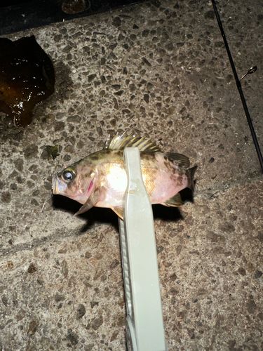 メバルの釣果