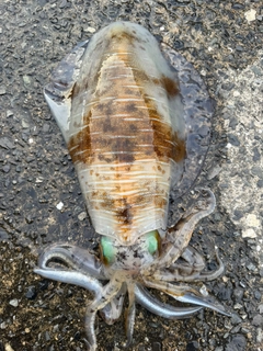 イカの釣果