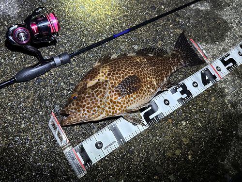 オオモンハタの釣果