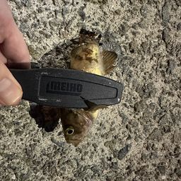 メバル