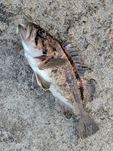 クロソイの釣果