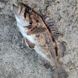 クロソイ