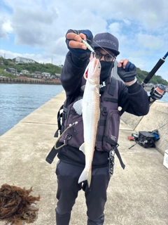 アカエソの釣果