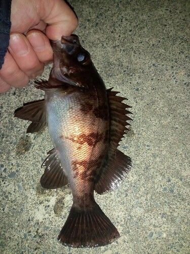 メバルの釣果