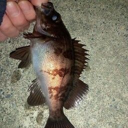 メバル