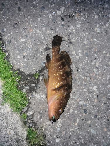 キジハタの釣果