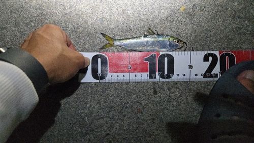 サッパの釣果
