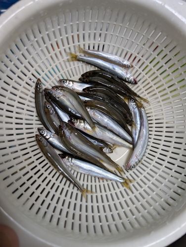コアユの釣果