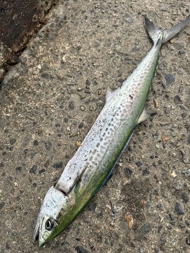 サゴシの釣果