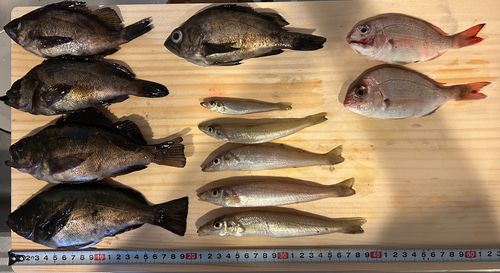 メバルの釣果