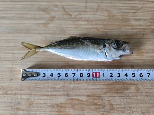 マアジの釣果