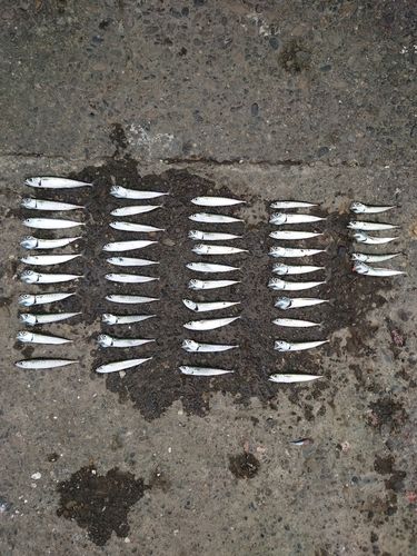 ゴマサバの釣果