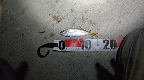マアジの釣果