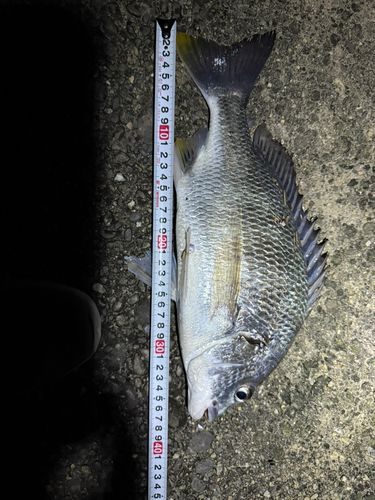 キビレの釣果