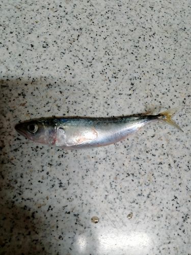 サバの釣果