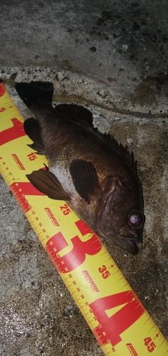 メバルの釣果