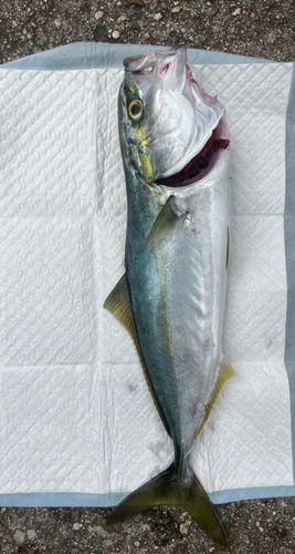ヤズの釣果