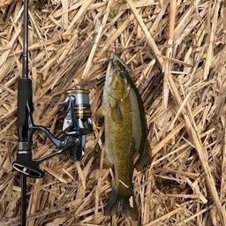 スモールマウスバス