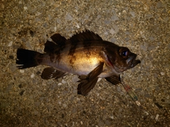 メバルの釣果