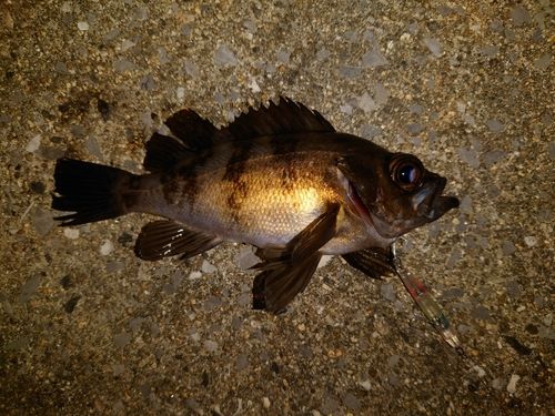 メバルの釣果