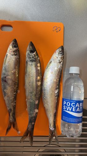 ニシンの釣果