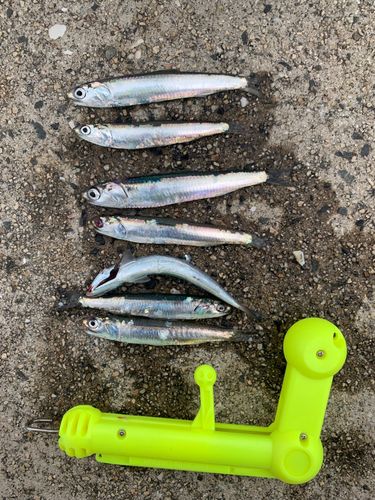 カタクチイワシの釣果