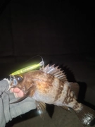 メバルの釣果