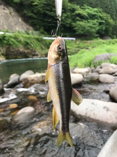 カワムツの釣果