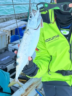 マアジの釣果