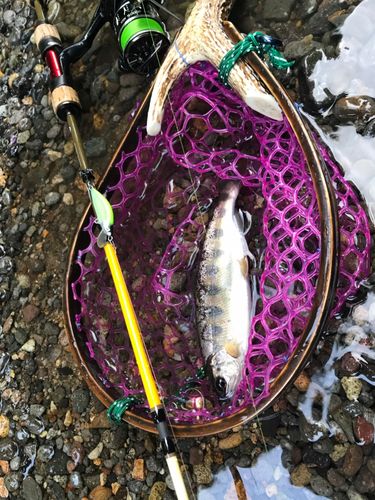 アマゴの釣果